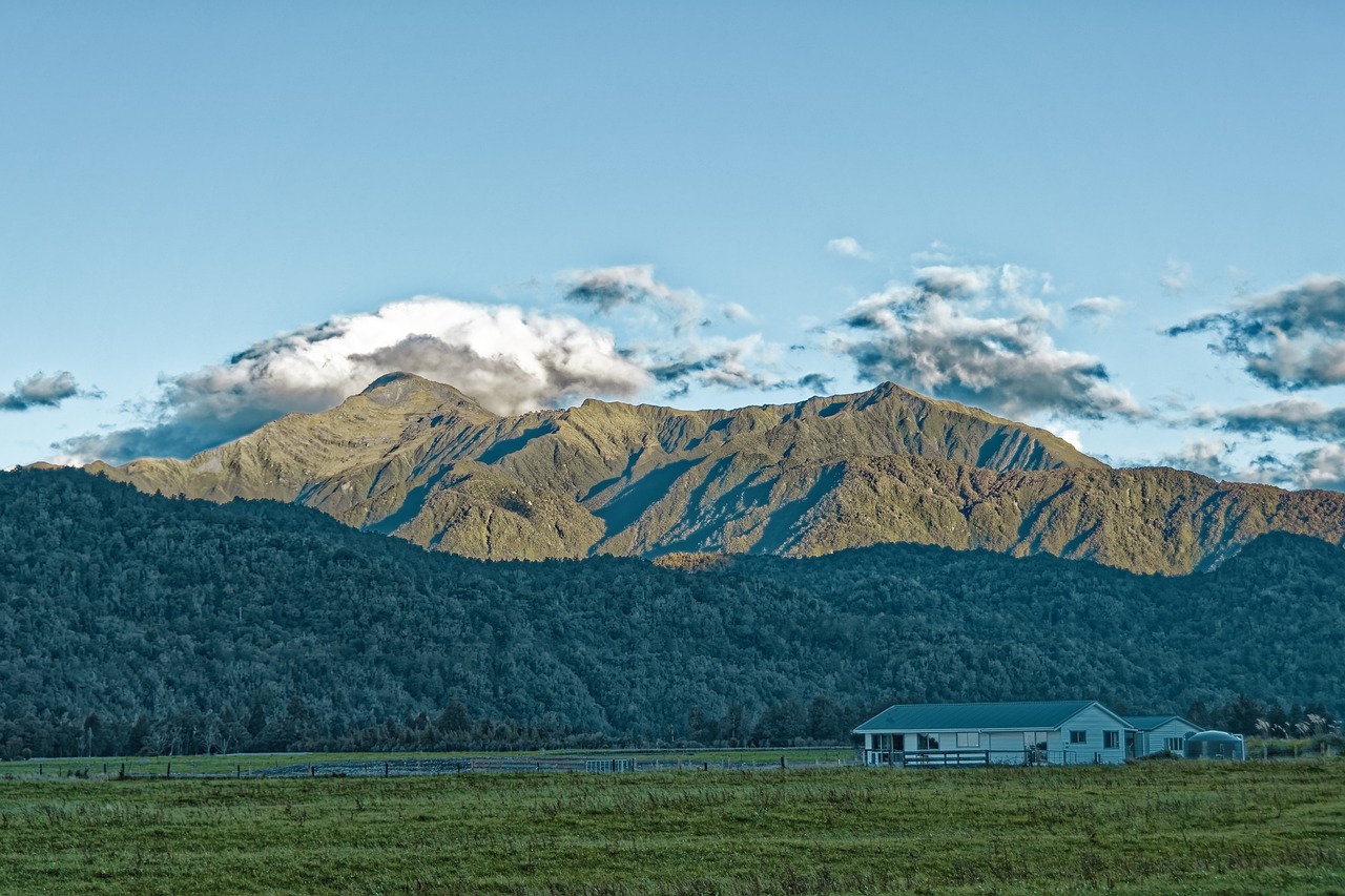 New Zealand forests and nature conservation